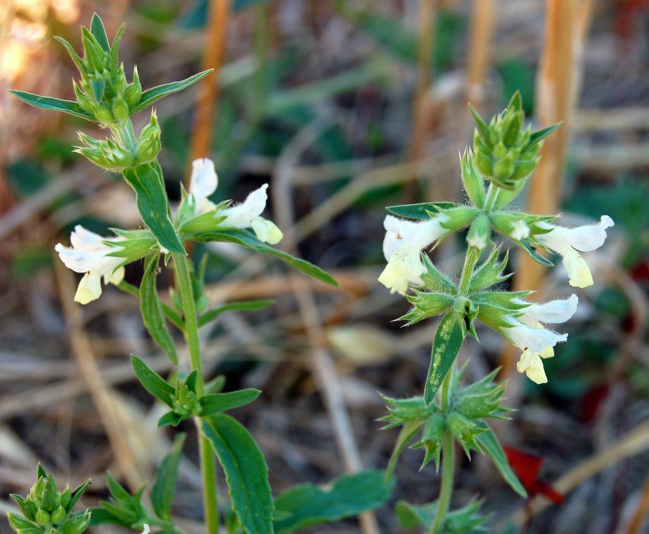 Genere Stachys (Stregonie)